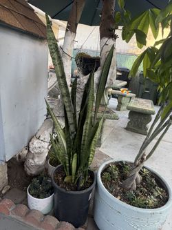 Snake Plant