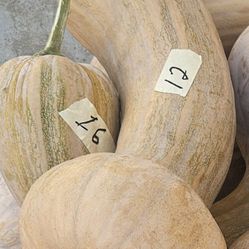 Calabazas.  Para Dulce.     Diferentes Precios.    