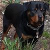 Rottweiler Rottweiler 