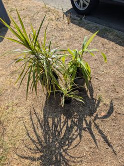 Set of 2 Palm Trees