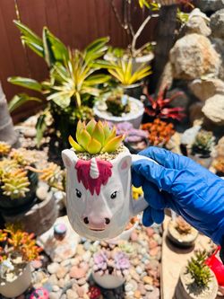 Korean succulents in unicorn mug