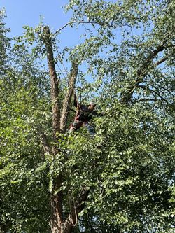 Se Cortan Árboles Buen Precio Estimado Gratis