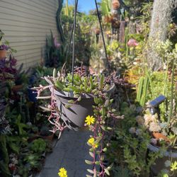 Ruby Necklace Succulent Plant