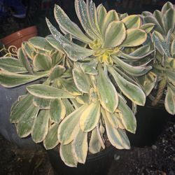 Aeonium 'Sunburst