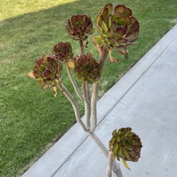 Succulent 