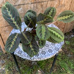 Indoor Plant