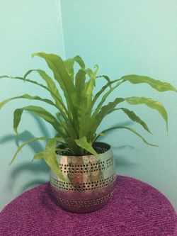 Maiden hair fern in beautiful silver vase