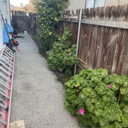 Bush Echo Trimming 