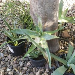 Desert Plants/Succulent/Cactus 