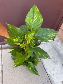 6” young Hawaiian Pothos