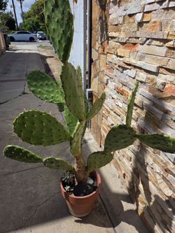 Hermosa planta de nopal mexicano