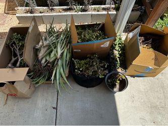 Jade Plants and Aloe plants / Succulents