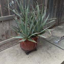 Beautiful Very Large Aloe Vera Plant In Ceramic Pot