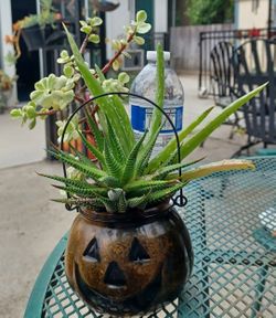 Succulents In Glass Pumpkin Pot