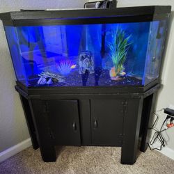 Fish Tank