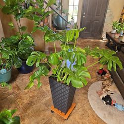 4.5 ft tall Monstera plant in new pot with black stones