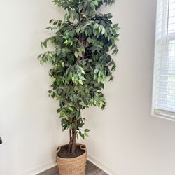 Tall Artificial Ficus Tree