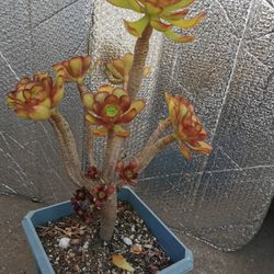 rare  Aeonium jack catlin hybrid  tree rose succulent only 1 hurry