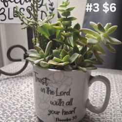 Succulent Tea Cup