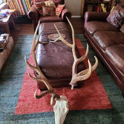 Bull Elk European Mount