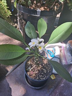 Plumeria plant - It's Blooming