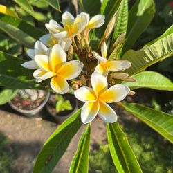 Plumeria Blanca
