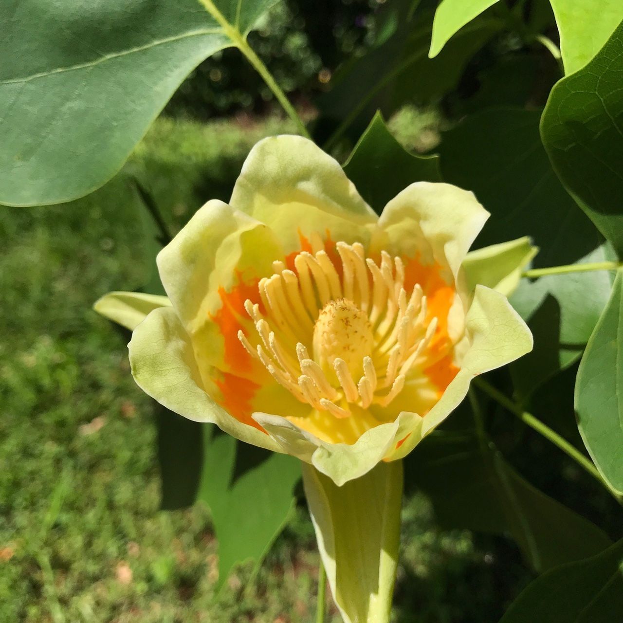 Tulip Tree for Sale in Puyallup, WA OfferUp