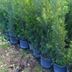 Beautiful Podocarpus Overgrown 6-7ft Only $26🏡🏡