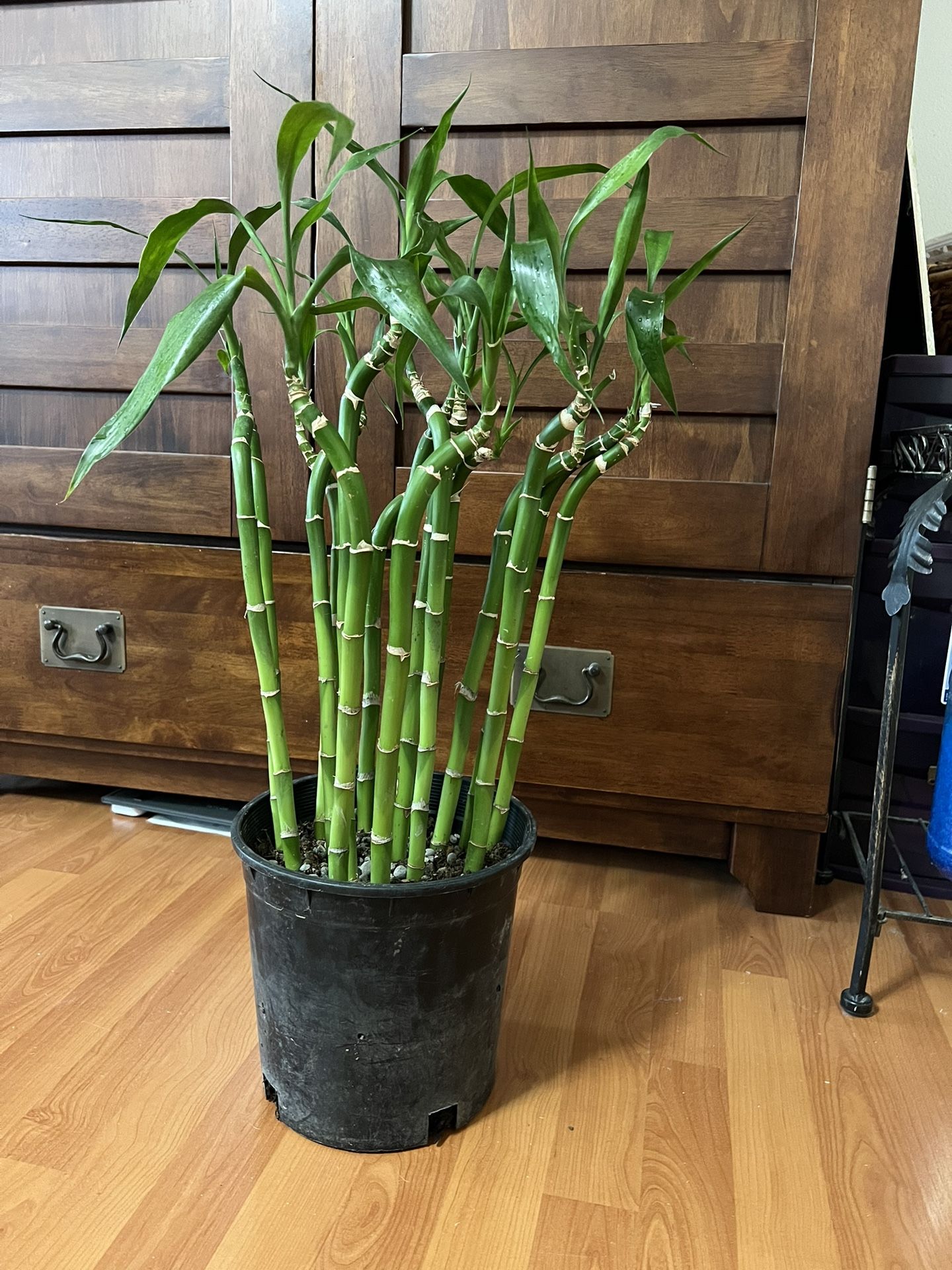 Lucky Bamboo ( 27” tall)