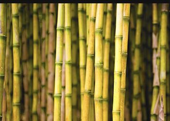 Free Bamboo