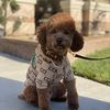 Haileys Doggy Boutique