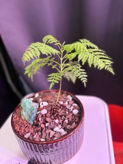 Jacaranda bonsai