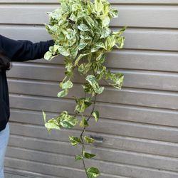 6” Xl Snow Queen Pothos 