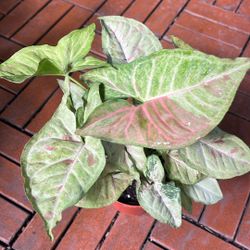 Syngonium Tropical Houseplant Plant 