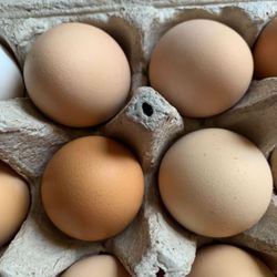 Organic Eggs/ Huevos de rancho
