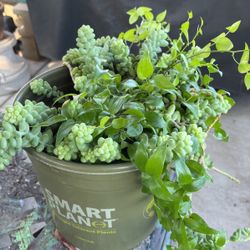 Succulent
