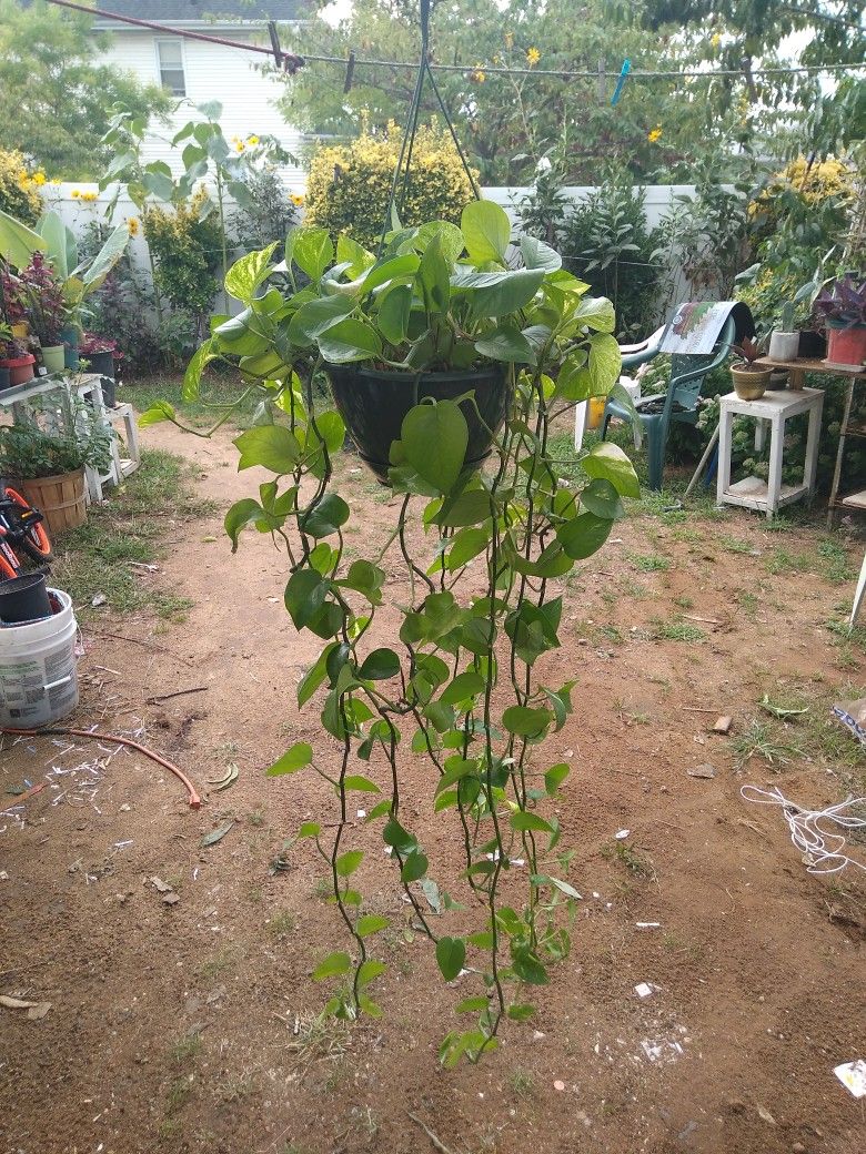 Variegated Hanging Pothos