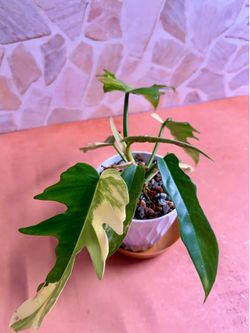 Philodendron Tortum 4” 🌿 Rare Tropical Collector Plant in PON #4