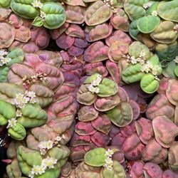 Red Root Floaters