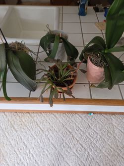 Free orchids and cactus plants