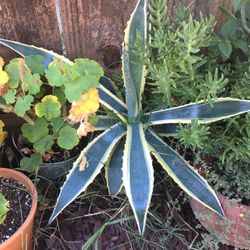 Agave
