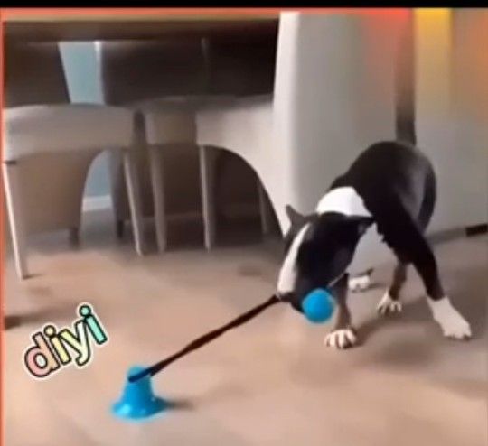 Interactive dog sucker push TPR ball toy.