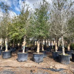 live oak 65gallon 22ft tall  