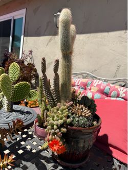 Potted succulent arrangement