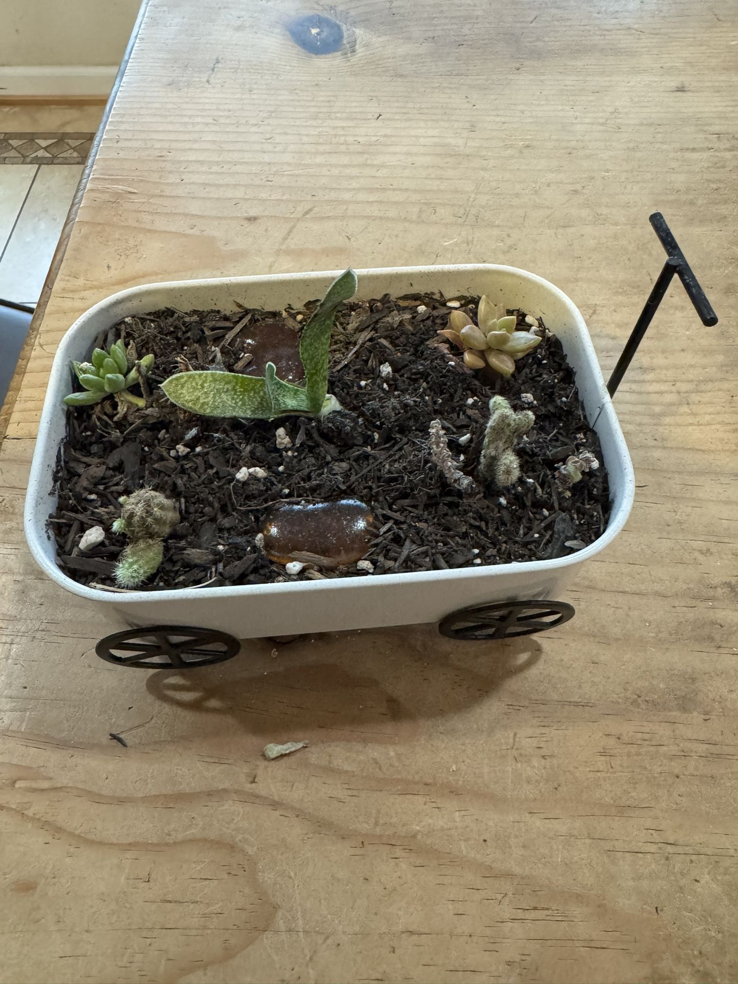 Small Succulent / Cactus Wagon