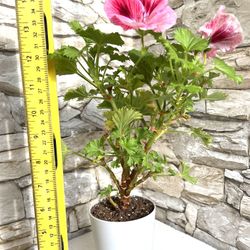 Beautiful Blooming Pelargonium (Geranium) Indoor/Outdoor Plant.