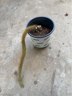 Golden monkey tail cactus