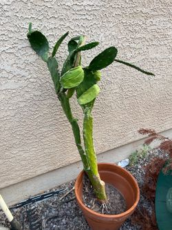 Super Tall Prickly Pear Cactus - Turns purple in the spring