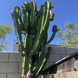 Euphorbia Cactus Cuttings To Transplant 