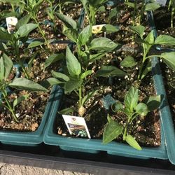 Pepers & Veggie Plants for sale / Matas de chiles y vegetales $7.00 each six pack